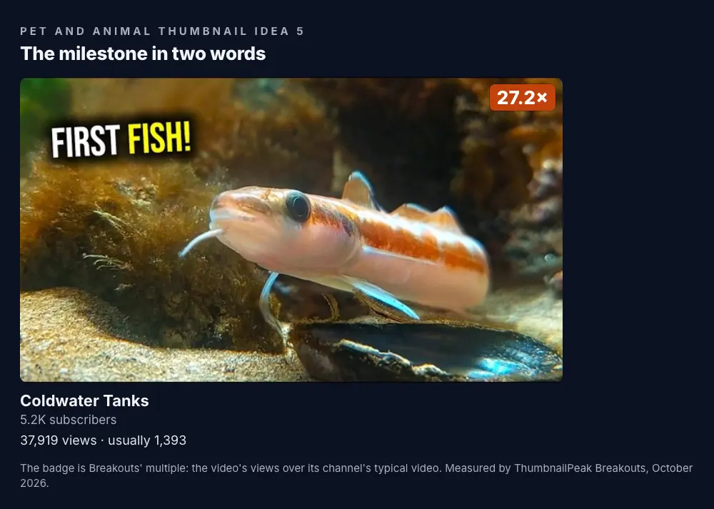 Coldwater Tanks: a close-up of a small striped fish resting on a shell in a planted tank, with "FIRST FISH!" in the corner; 5.2K subscribers, 37,919 views against a usual 1,393, a 27.2× badge.