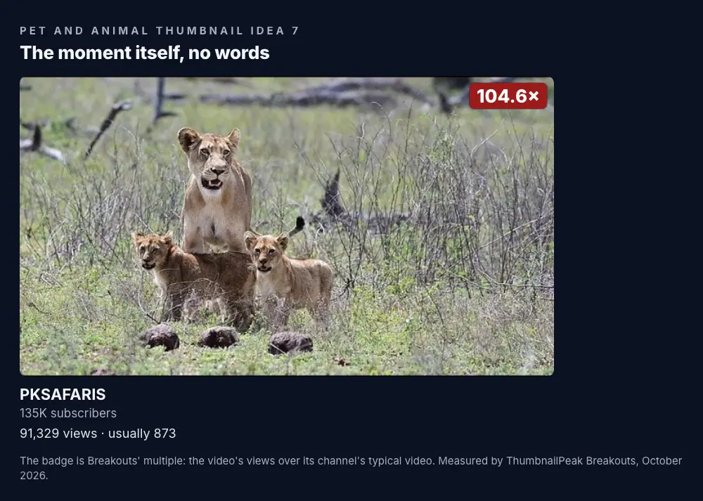 PKSAFARIS: a lioness standing alert in tall grass with two small cubs in front of her, all three looking toward the camera; no words; 135K subscribers, 91,329 views against a usual 873, a 104.6× badge.